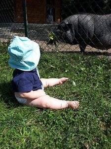 Baby und Hängebauchschwein im Zoo Linz