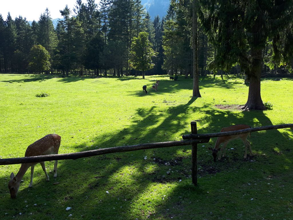 Rehgehege im Cumberland Wildpark Grünau