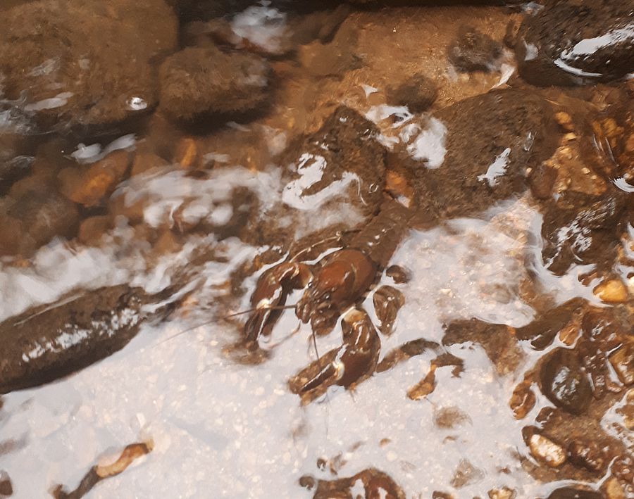 Flusskrebs im Aisttal