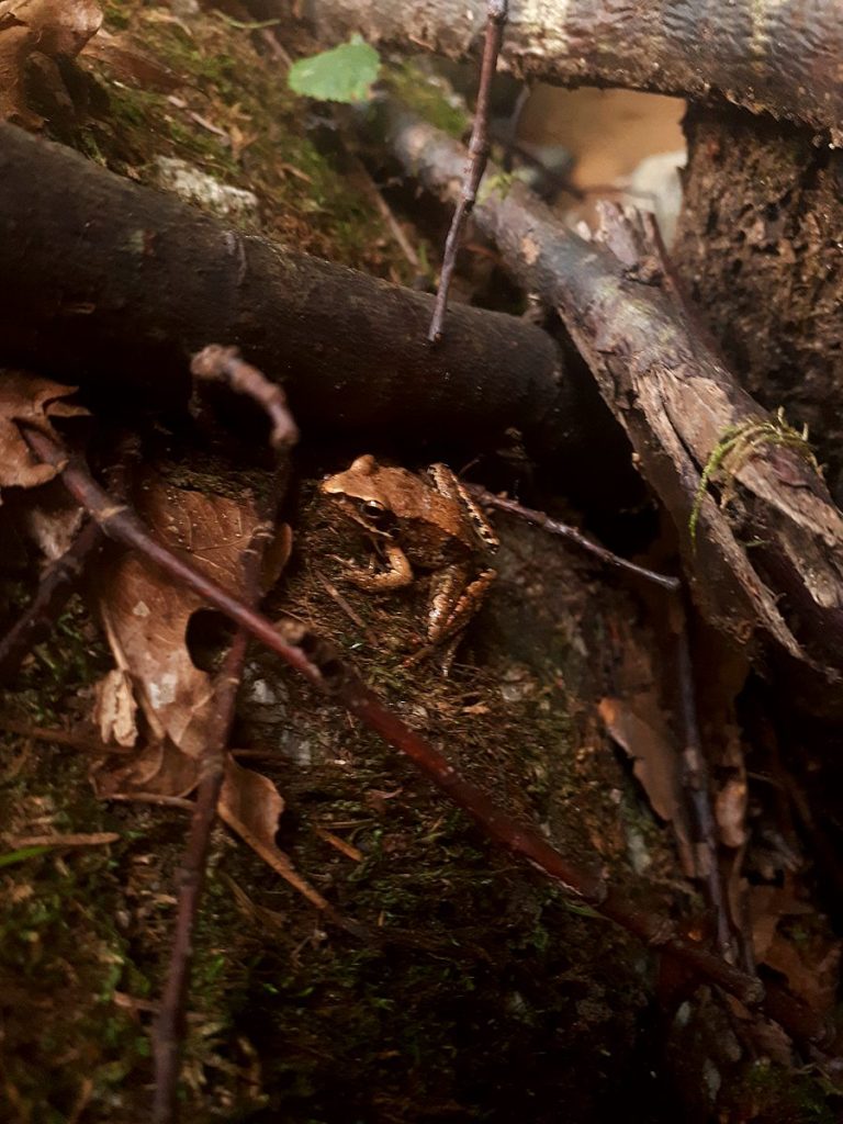 Frosch im Wald im Aisttal