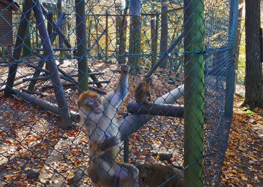 Tierpark Altenfelden Ausflugsziel