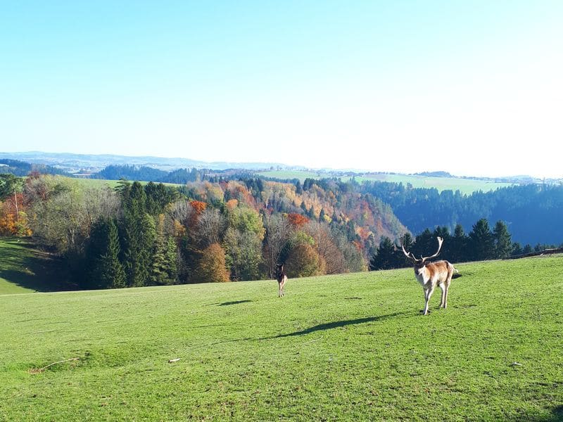 Tierpark Altenfelden Ausflugsziel