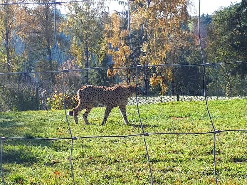 Tierpark Altenfelden Ausflugsziel