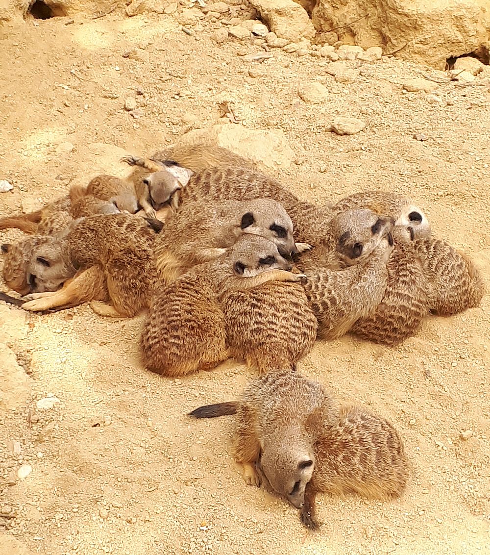 schlafende Erdmännchen im Zoo Linz